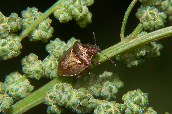 Eysarcoris e Stagonomus due generi a confronto